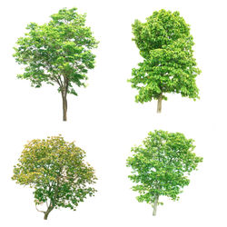 Green leaves against sky