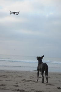 Dog standing on beach