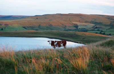 Cow by lake against mountains