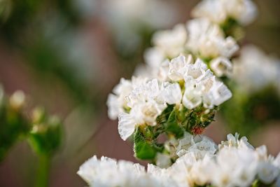 Close-up of white flowering plant