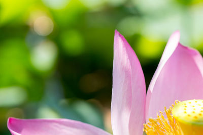 Close-up of pink flowers