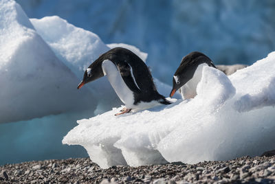 Close-up of bird perching on snow