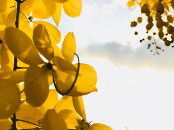 Low angle view of yellow flowering plant against sky