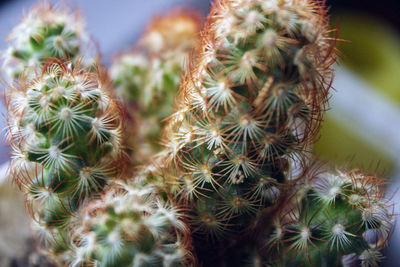 Close-up of cactus plant