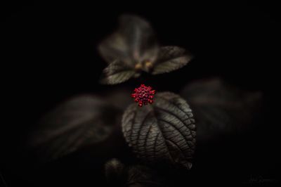 Close-up of flower against black background