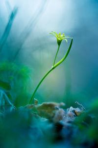 Beautiful yellow star-of-bethlehem flower blooming on a forest ground in spring. 