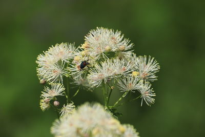 Close-up of insect on flowering plant
