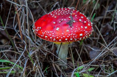 Close-up of fly agaric mushroom on field