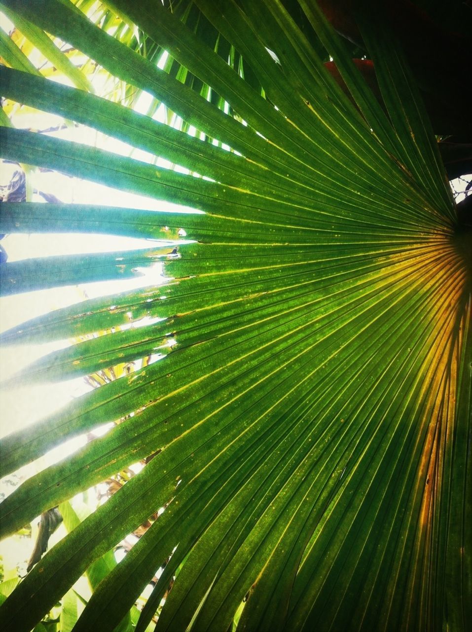 growth, leaf, tree, palm tree, low angle view, nature, green color, branch, beauty in nature, tranquility, palm leaf, outdoors, close-up, no people, plant, sunlight, day, green, leaves, natural pattern