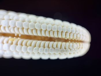 Close-up of corn