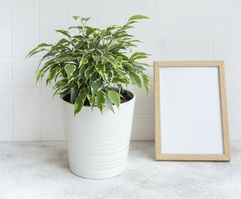 Ficus benjamin and mock up poster frame on the table
