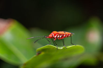 Close-up of insect on leaf