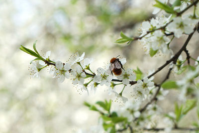 Close-up of bee perching on flower