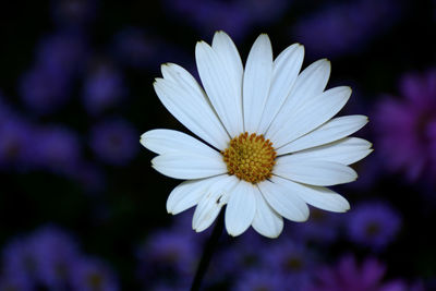 Close-up of purple white flower