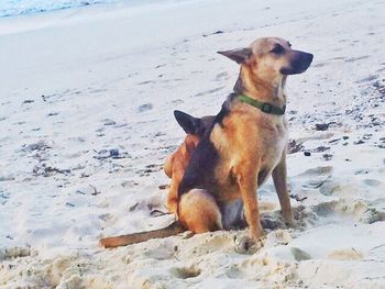 Dog standing on beach