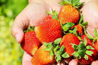 Midsection of woman holding strawberries