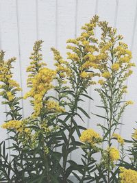 Close-up of yellow flowers