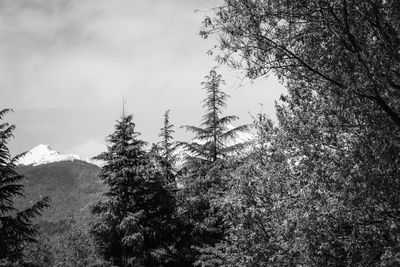 Trees in forest against sky