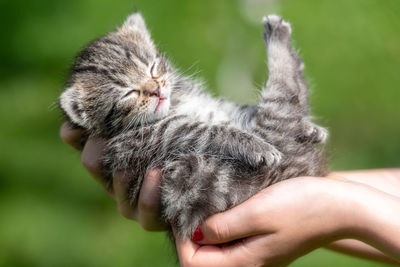 Close-up of hand holding kitten