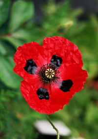 Close-up of red poppy flower