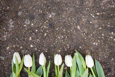 High angle view of white flowering plants on field