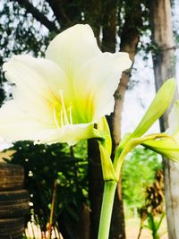 Close-up of day lily plant