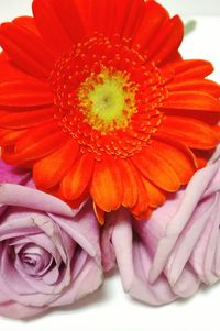 Close-up of orange flower