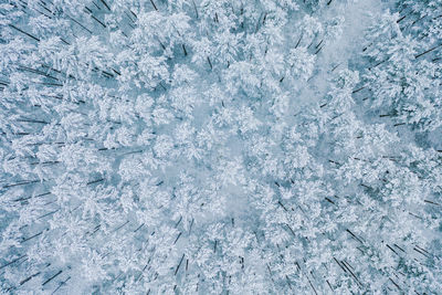 Full frame shot of snow covered trees in forest