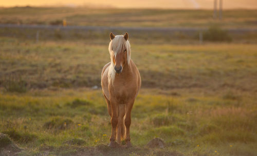 Horse standing on field