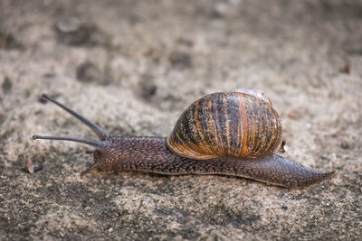 Close-up of snail