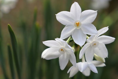 Close-up of white flowering plant