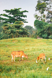 Cows in a field.