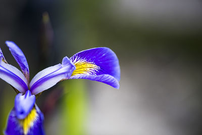 Close-up of purple iris