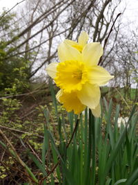 Close-up of yellow daffodil flower