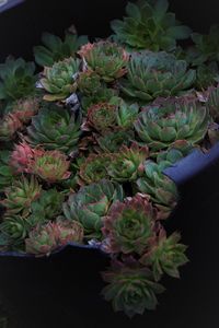 High angle view of succulent plant