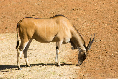 Side view of horse on field