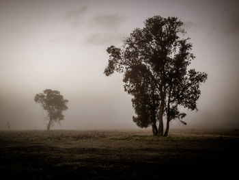 Tree on field against sky