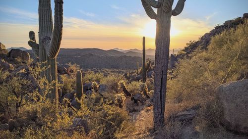 Sonoran desert sunset saguaro cactus clouds sky sun cholla cactus