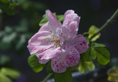 Close-up of pink flower