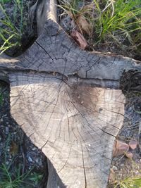 High angle view of tree stump in forest