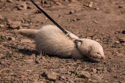 High angle view of mongoose on field