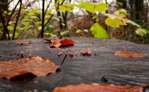 Close-up of fallen maple leaves on tree