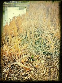 Plants growing on field