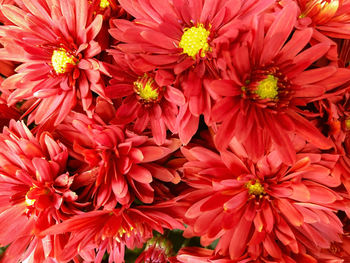 Full frame shot of red flowering plants