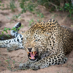 Close-up of leopard yawning