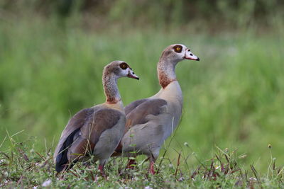 Close-up of goose in grassy area.