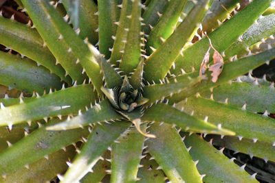 Close-up of succulent plant