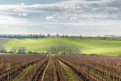 Scenic view of agricultural field against sky