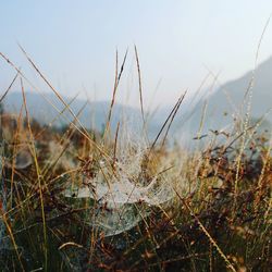 Close-up of grass on field against sky