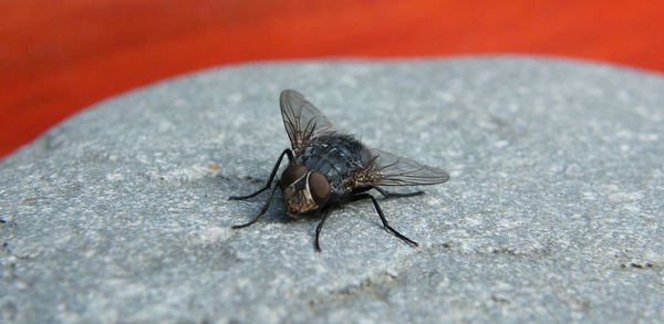 Close-up of housefly on rock